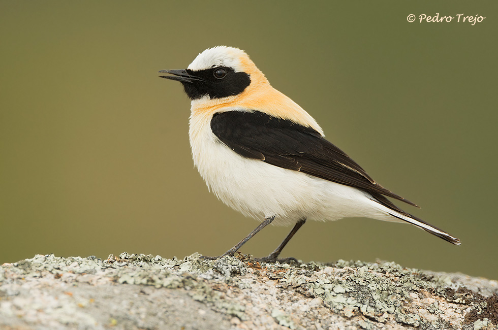 Collalba rubia (Oenanthe hispanica)